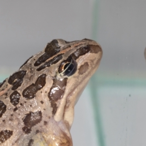 Limnodynastes tasmaniensis at QPRC LGA - suppressed