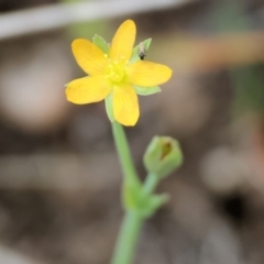 Hypericum gramineum (Small St Johns Wort) at Yackandandah, VIC - 18 Dec 2023 by KylieWaldon