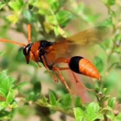 Delta Genus (Potter Wasp) at Yackandandah, VIC - 19 Dec 2023 by KylieWaldon