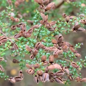 Mirbelia oxylobioides at Yackandandah, VIC - 19 Dec 2023