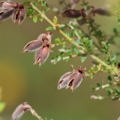 Mirbelia oxylobioides at Yackandandah, VIC - 19 Dec 2023