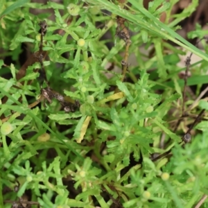 Centipeda cunninghamii at Yackandandah, VIC - 19 Dec 2023