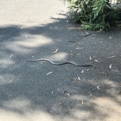 Pseudonaja textilis (Eastern Brown Snake) at ANBG - 19 Dec 2023 by courtneyb