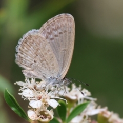 Zizina otis (Common Grass-Blue) at Yackandandah, VIC - 19 Dec 2023 by KylieWaldon