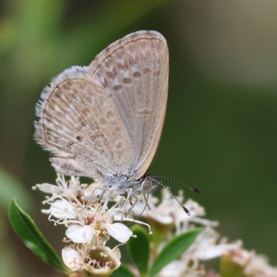Unidentified Blue or Copper (Lycaenidae) at Yackandandah, VIC - 18 Dec 2023 by KylieWaldon