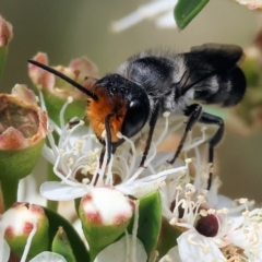 Unidentified Bee (Hymenoptera, Apiformes) at Yackandandah, VIC - 18 Dec 2023 by KylieWaldon