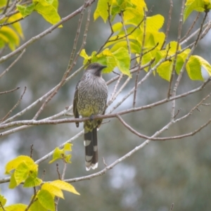 Anthochaera chrysoptera at Jamberoo, NSW - 19 Dec 2023