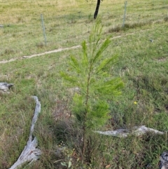 Exocarpos cupressiformis (Cherry Ballart) at Moncrieff, ACT - 14 Dec 2023 by Jiggy