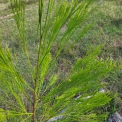 Exocarpos cupressiformis at Moncrieff, ACT - 15 Dec 2023