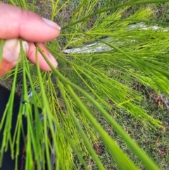 Exocarpos cupressiformis at Moncrieff, ACT - 15 Dec 2023