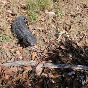 Tiliqua rugosa at Taylor, ACT - 15 Dec 2023