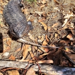 Tiliqua rugosa at Taylor, ACT - 15 Dec 2023 09:03 AM