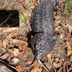 Tiliqua rugosa at Taylor, ACT - 15 Dec 2023