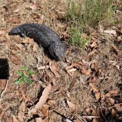 Tiliqua rugosa at Taylor, ACT - 15 Dec 2023