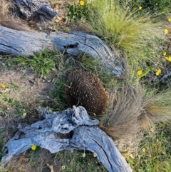 Tachyglossus aculeatus (Short-beaked Echidna) at Taylor, ACT - 17 Dec 2023 by Jiggy