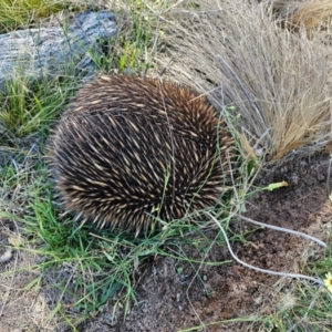 Tachyglossus aculeatus at Taylor, ACT - 18 Dec 2023