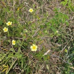 Potentilla recta (Sulphur Cinquefoil) at Taylor, ACT - 18 Dec 2023 by Jiggy