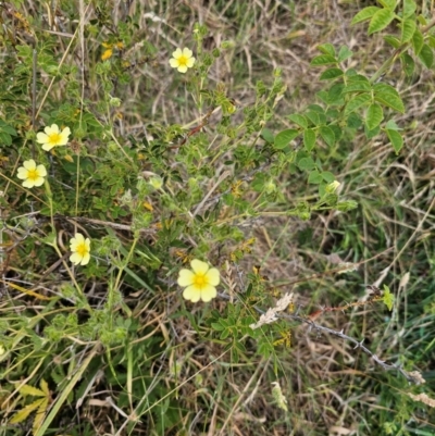 Potentilla recta (Sulphur Cinquefoil) at Taylor, ACT - 18 Dec 2023 by Jiggy