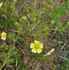 Potentilla recta at Taylor, ACT - 18 Dec 2023