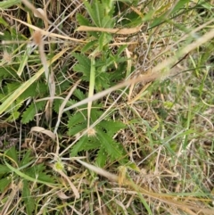 Potentilla recta at Taylor, ACT - 18 Dec 2023