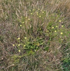 Potentilla recta at Taylor, ACT - 18 Dec 2023