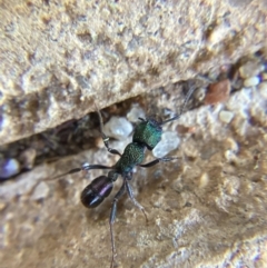 Rhytidoponera metallica (Greenhead ant) at Yass, NSW - 16 Dec 2023 by JajiClack