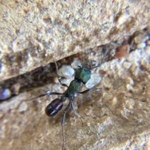 Rhytidoponera metallica at Yass, NSW - 16 Dec 2023