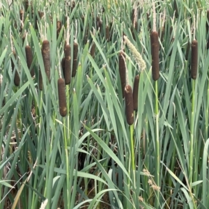 Typha latifolia at QPRC LGA - 19 Dec 2023 02:40 PM