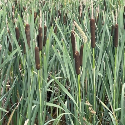 Typha latifolia (Cat's-Tail) at Googong, NSW - 19 Dec 2023 by JaneR