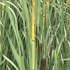 Typha latifolia at QPRC LGA - 19 Dec 2023 02:40 PM