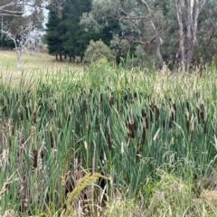 Typha latifolia at QPRC LGA - 19 Dec 2023 02:40 PM