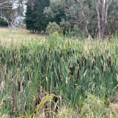 Typha latifolia at QPRC LGA - 19 Dec 2023