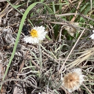 Apocrita (suborder) at Molonglo River Reserve - 19 Dec 2023