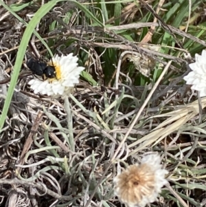 Apocrita (suborder) at Molonglo River Reserve - 19 Dec 2023