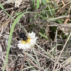 Apocrita (suborder) at Molonglo River Reserve - 19 Dec 2023