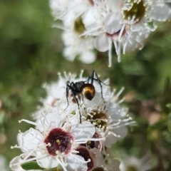 Polyrhachis ammon (Golden-spined Ant, Golden Ant) at Mount Jerrabomberra QP - 17 Dec 2023 by HappyWanderer