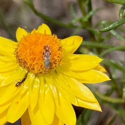 Austrotephritis poenia (Australian Fruit Fly) at Molonglo River Reserve - 19 Dec 2023 by NickiTaws