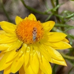 Austrotephritis poenia at Molonglo River Reserve - 19 Dec 2023