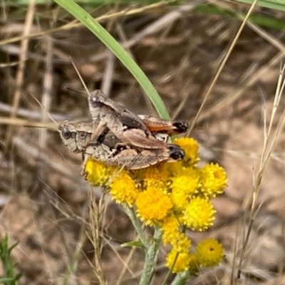 Phaulacridium vittatum (Wingless Grasshopper) at Belconnen, ACT - 19 Dec 2023 by NickiTaws