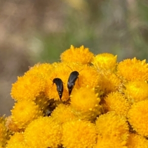 Mordellidae (family) at Kama - 19 Dec 2023 11:18 AM