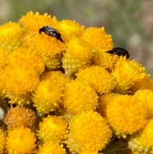 Mordellidae (family) at Kama - 19 Dec 2023 11:18 AM