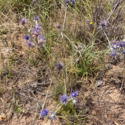 Eryngium ovinum (Blue Devil) at Molonglo River Reserve - 19 Dec 2023 by NickiTaws