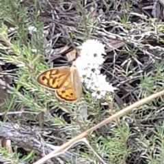 Heteronympha merope (Common Brown Butterfly) at QPRC LGA - 16 Dec 2023 by HappyWanderer