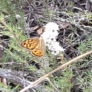 Heteronympha merope at Mount Jerrabomberra QP - 17 Dec 2023 10:33 AM