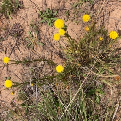 Rutidosis leptorhynchoides (Button Wrinklewort) at Belconnen, ACT - 19 Dec 2023 by NickiTaws