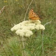 Heteronympha merope (Common Brown Butterfly) at Lake Burley Griffin West - 19 Dec 2023 by HelenCross