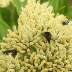 Mordellidae (family) (Unidentified pintail or tumbling flower beetle) at Black Mountain Peninsula (PEN) - 18 Dec 2023 by HelenCross