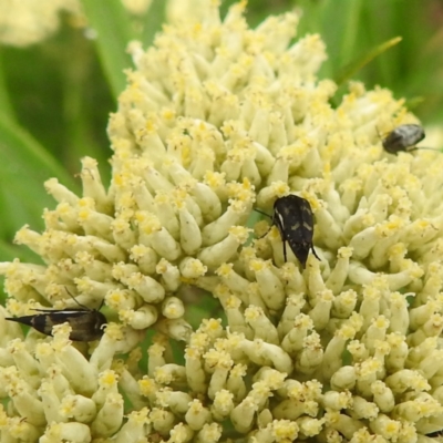 Mordellidae (family) (Unidentified pintail or tumbling flower beetle) at Acton, ACT - 18 Dec 2023 by HelenCross