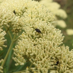 Mordellidae (family) at Black Mountain Peninsula (PEN) - 19 Dec 2023