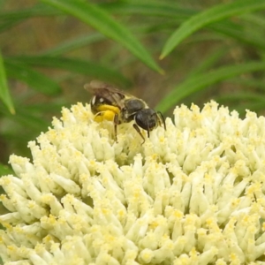 Lasioglossum (Chilalictus) sp. (genus & subgenus) at Black Mountain Peninsula (PEN) - 19 Dec 2023